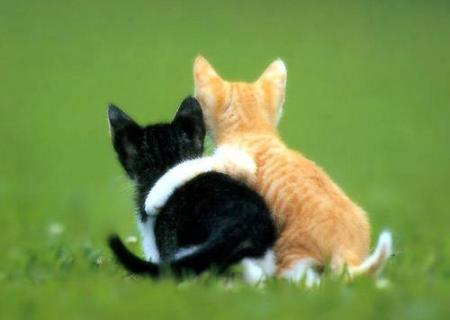 chat